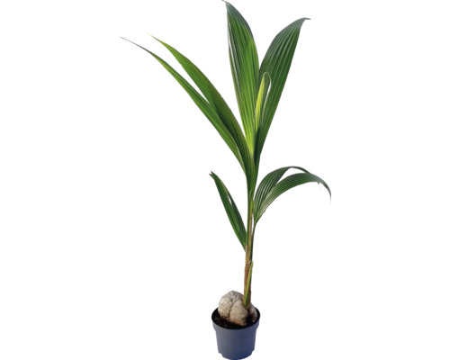 Kokosová palma v kvetináči