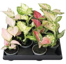 Zásobník s rôznymi izbovými rastlinami Aglaonema