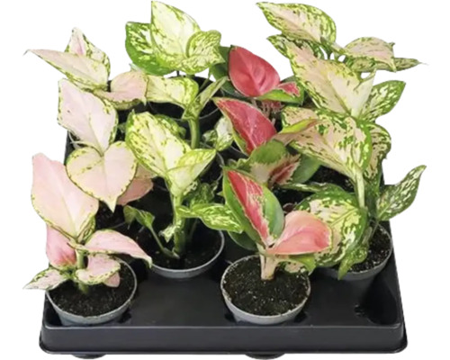 Zásobník s rôznymi izbovými rastlinami Aglaonema