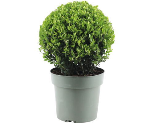 Cezmína vrúbkovaná guľa FloraSelf Ilex crenata 'Jenny' priemer cca 25 cm kvetináč 4 l