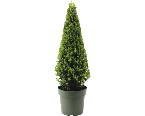 Cezmína vrúbkovaná pyramída FloraSelf Ilex crenata 'Jenny' priemer cca 55 cm kvetináč 4 l