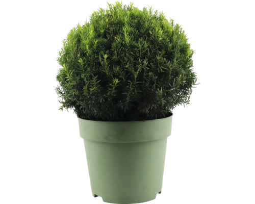 Tis červený FloraSelf Taxus baccata guľa Ø cca 45 cm