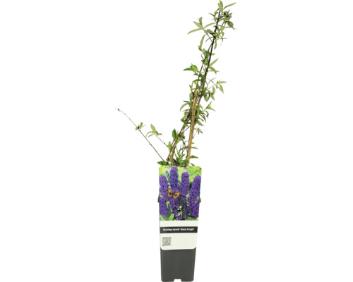 Budleja Dávidova FloraSelf Buddleja davidii kvetináč 2 l