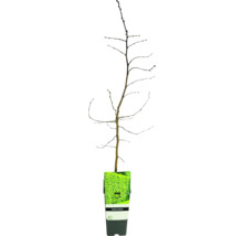 Hrab obyčajný FloraSelf Carpinus betulus kvetináč 2 l