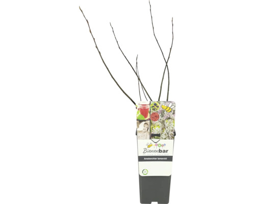 Muchovník Lamarckov FloraSelf Amelanchier lamarckii kvetináč 2 l