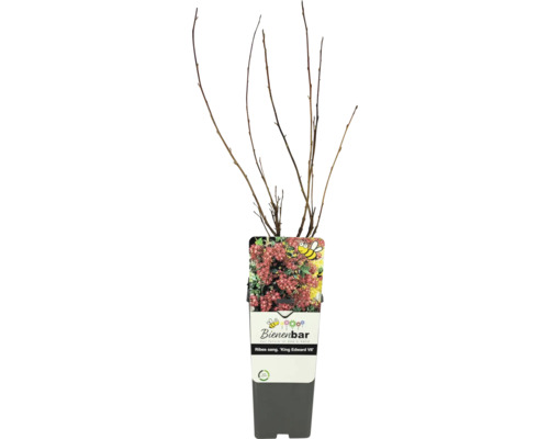 Ríbezľa krvavá FloraSelf Ribes sanguineum 'King Edward VII' kvetináč 2 l