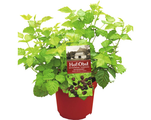 Černica Boysen BIO Hof:Obst Rubus 'Thornless Boysenberry' 30-40 cm kvetináč 3,4 l Rastlina Boysenberry v kvetináči