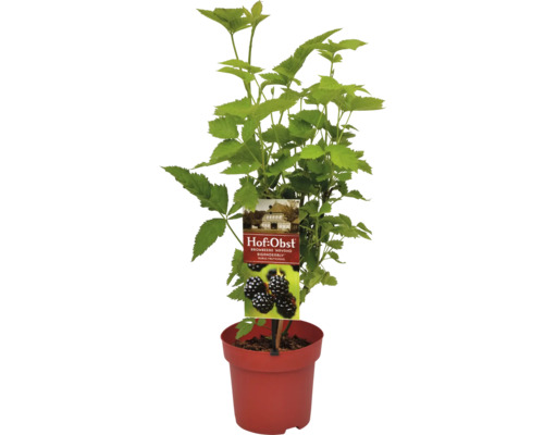 Černica nepichľavá BIO Hof:Obst Rubus fruticosus Navaho® 'Bigandearly'® 30-40 cm kvetináč 3,4 l veľmi aromatická