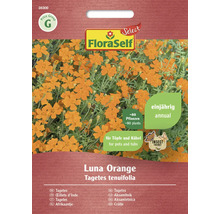 Balíček semien Tagetes tenuifolia Luna Orange