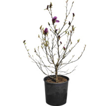 Magnólia v kvetináči s fialovými kvetmi