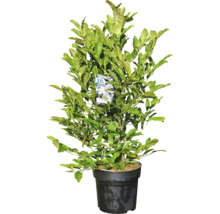 Vavrín v kvetináči