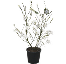 Magnólia v kvetináči s bielymi kvetmi