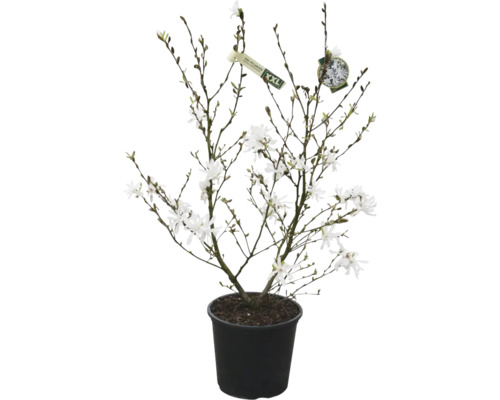 Magnólia v kvetináči s bielymi kvetmi