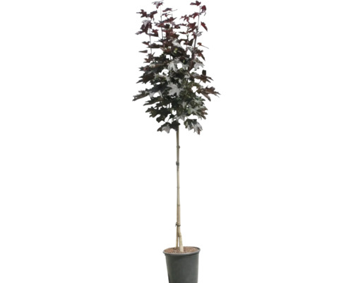 Javor mliečny 'Crimson Sentry' XXL FloraSelf polokmeň Acer platanoides 'Crimson Sentry' kvetináč 18 l