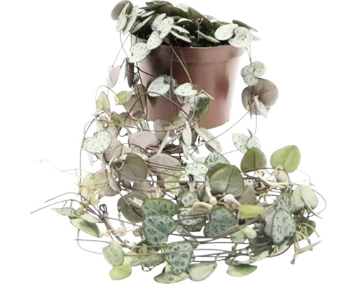 Lampášik FloraSelf Ceropegia kvetináč Ø 12 cm