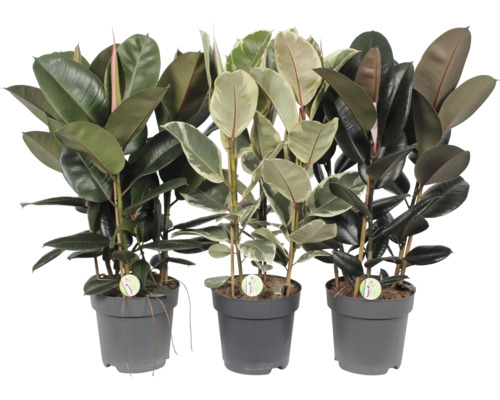 Figovník kaučukový mix FloraSelf Ficus elastica výška cca 100 cm kvetináč Ø 27 cm 1 ks, rôzne druhy