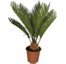 Cycas v kvetináči