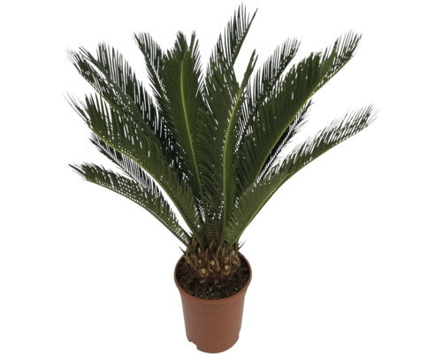 Cykas japonský FloraSelf Cycas revoluta výška cca 60 cm kvetináč Ø 17 cm