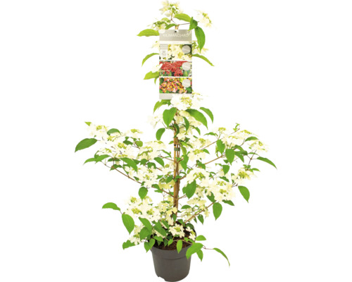 Kalina ''Limelight'' v kvetináči s etiketou rastliny