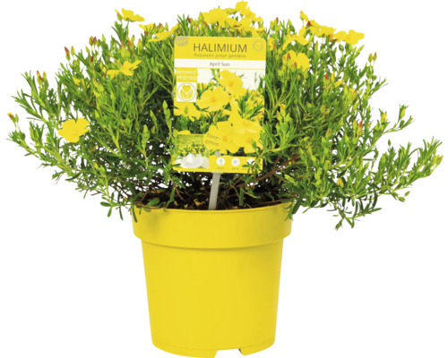 Halimium April Sun v žltom kvetináči