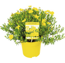 Halimium April Sun ker v kvetináči