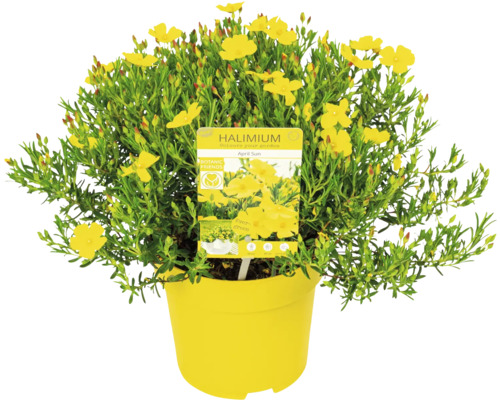 Halimium April Sun ker v kvetináči