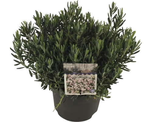 Kyhanka sivolistá v kvetináči