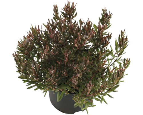 Kyhanka sivolistá v kvetináči pre záhradu