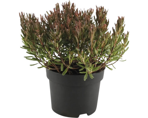 Vresovec v kvetináči