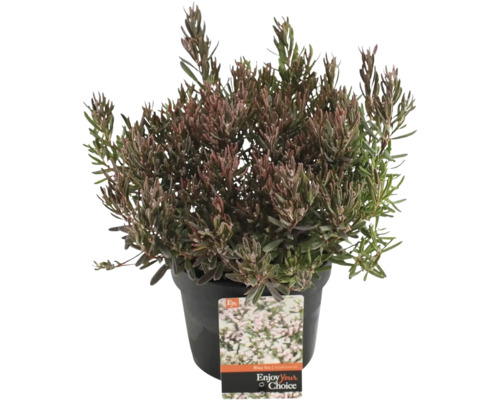 Kyhanka sivolistá v kvetináči