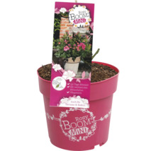 Mini ruža Rosy Boom v kvetináči na terasu a balkón