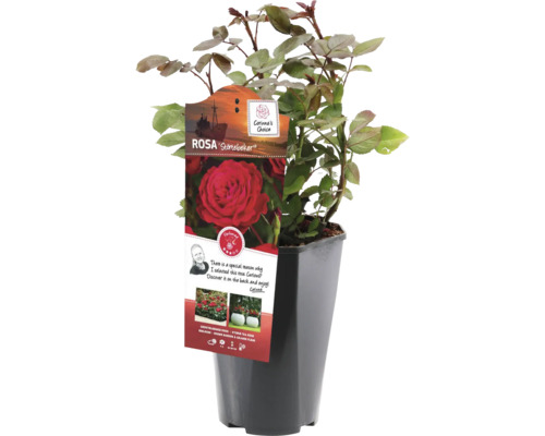 Ruža Störtebeker v kvetináči