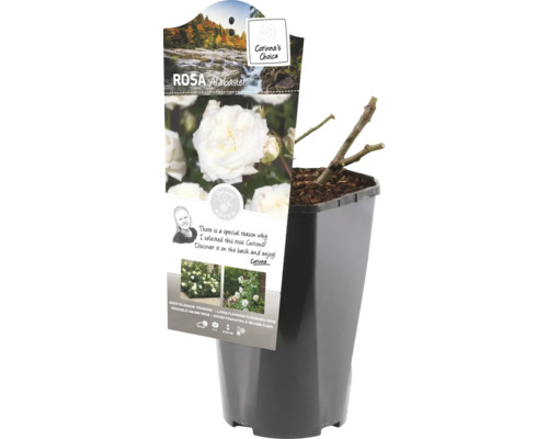 Ruža Alabaster v kvetináči