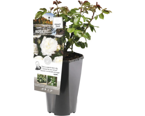 Ruža Alabaster v kvetináči