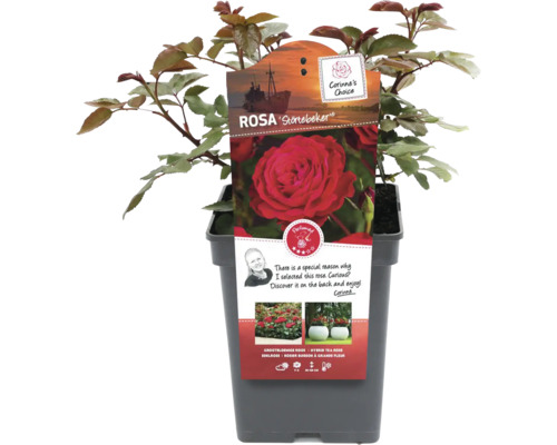 Ruža ''Störtebeker'' v kvetináči