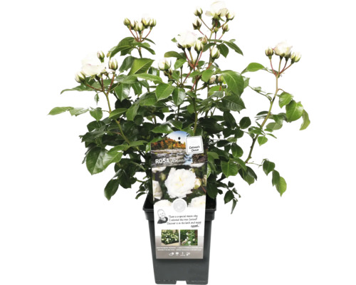 Biela ruža v kvetináči