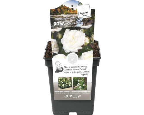 Ruža Alabaster v kvetináči