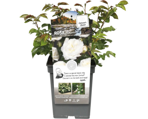 Ruža Alabaster v kvetináči