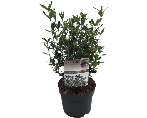 Euonymus japonicus ''Susan'' v kvetináči