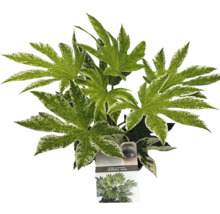Izbová rastlina Fatsia Japonica so škvrnitými listami