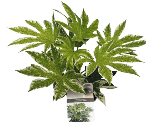 Izbová rastlina Fatsia Japonica so škvrnitými listami