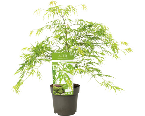 Japonský javor v kvetináči