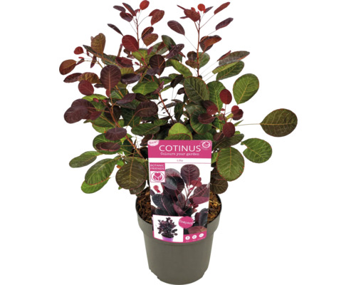 Škumpa vlasatá v kvetináči