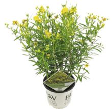 Kvitnúca rastlina Hypericum v kvetináči
