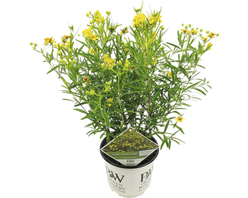 Kvitnúca rastlina Hypericum v kvetináči