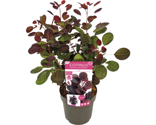 Škumpa vlasatá v kvetináči