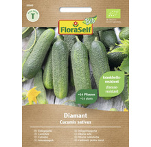Semená uhorky nakladačky FloraSelf Diamant pre približne 14 rastlín