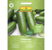 Semená uhorky šalátovej Salamanda od FloraSelf