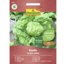 Ľadový šalát Danilo FloraSelf Select