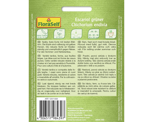 Balenie semien endívie Escarole green